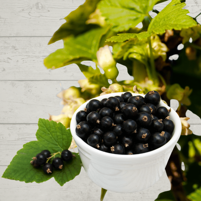 a photograph of blackcurrants in a bowl with blackcurrant flowers in the background