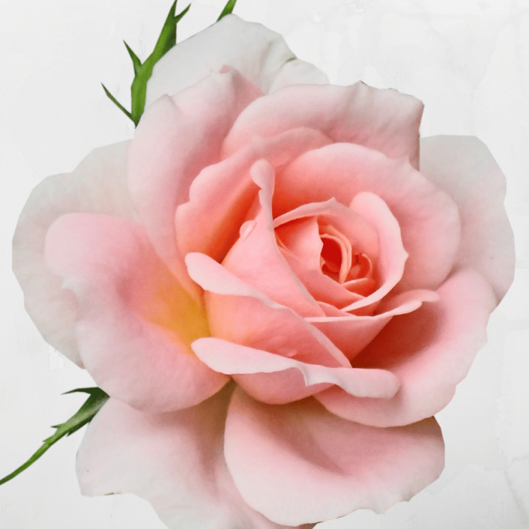 A photograph of a single pink rose