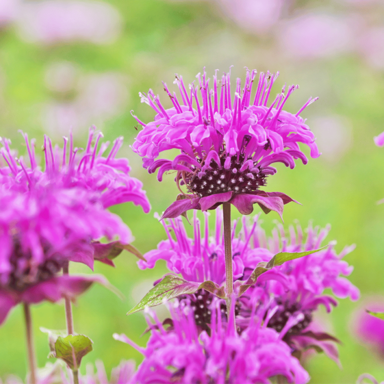 photograph of pink bergamot flowers