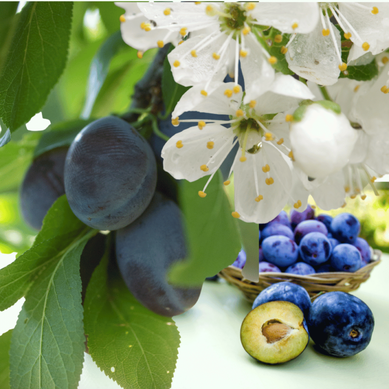 a photograph of plums and plum blossom