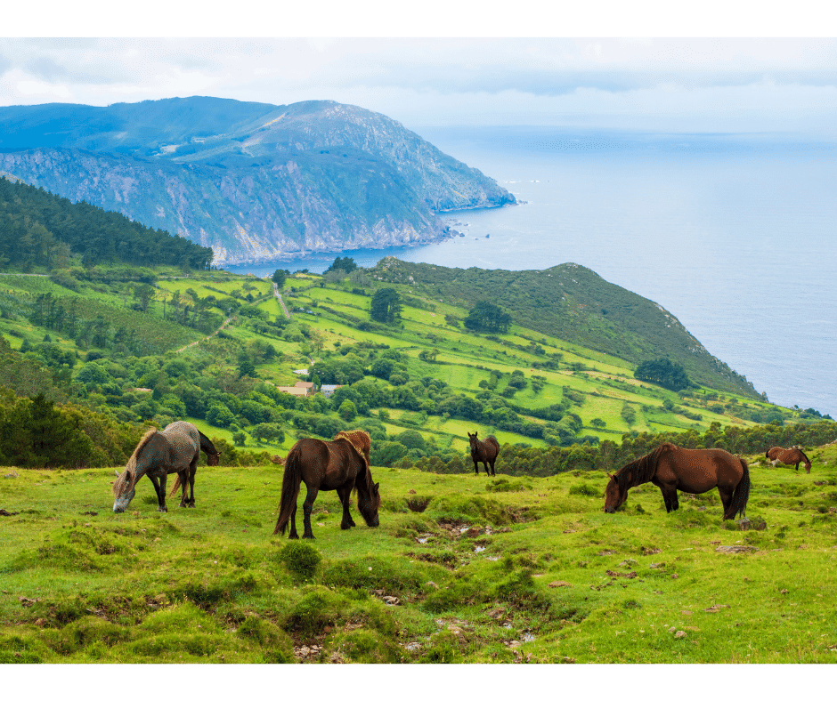 horses grazing on cliffs with the sea in the background